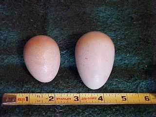 What our pullet egg looked like, then a double yolker from our